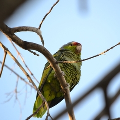 Amazona finschi