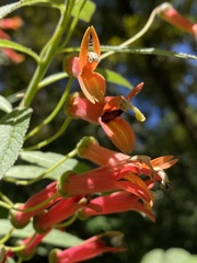 Lobelia laxiflora