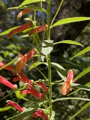 Lobelia laxiflora