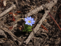 Gentiana sedifolia