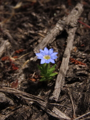 Gentiana sedifolia