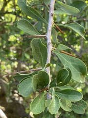 Gymnosporia glaucophylla
