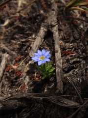 Gentiana sedifolia