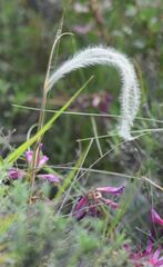 Stipa