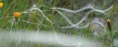 Stipa