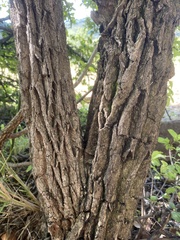 Gymnosporia glaucophylla