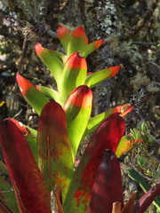 Guzmania