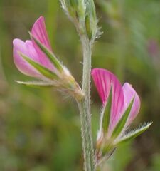 Onobrychis aequidentata