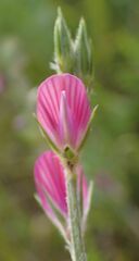 Onobrychis aequidentata