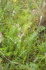 Onobrychis aequidentata