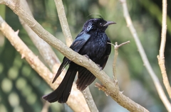 Dicrurus hottentottus