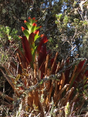 Guzmania