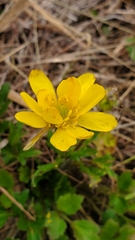 Ranunculus macranthus