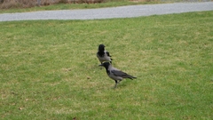 Corvus cornix