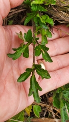 Ranunculus macranthus