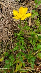 Ranunculus macranthus