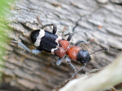 Thanasimus formicarius