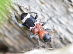 Thanasimus formicarius