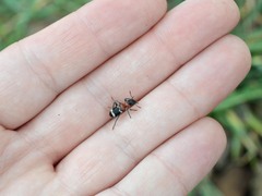 Thanasimus formicarius