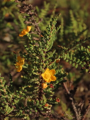 Hypericum goyanesii