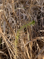 Sphagnum squarrosum