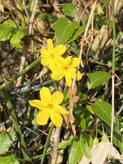 Jasminum nudiflorum