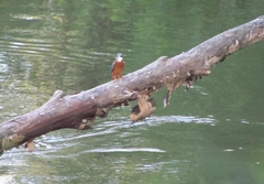 Alcedo atthis ispida