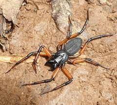 Platyoides walteri
