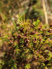 Hypericum juniperinum