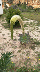 Agave attenuata