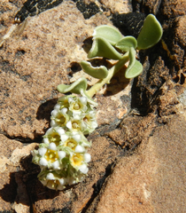 Mortonia utahensis