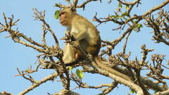 Macaca fascicularis