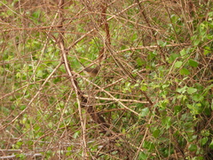 Acrocephalus bistrigiceps