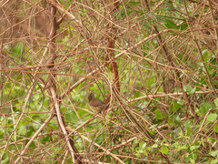 Acrocephalus bistrigiceps