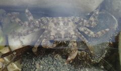 Pachygrapsus marmoratus