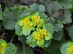 Chrysosplenium alternifolium