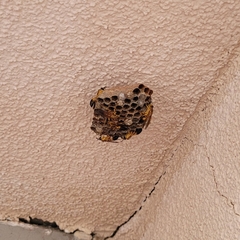 Mischocyttarus cerberus