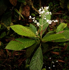 Saurauia