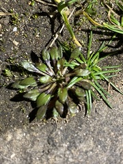 Draba verna