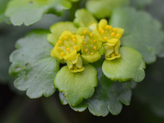 Chrysosplenium alternifolium