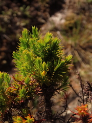 Hypericum juniperinum