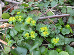 Chrysosplenium alternifolium
