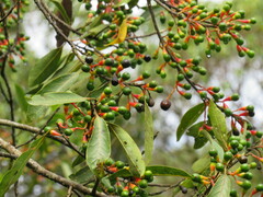 Nectandra