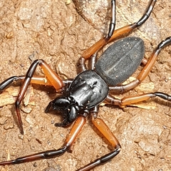 Platyoides walteri