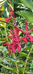 Renanthera