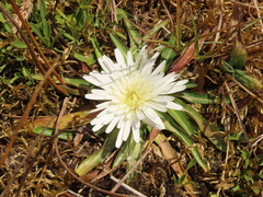 Hypochaeris sessiliflora