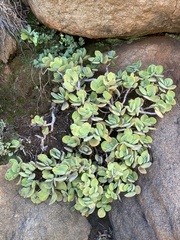 Crassula swaziensis