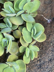 Crassula swaziensis