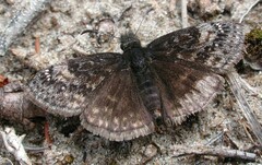 Erynnis lucilius