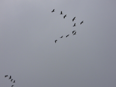 Phalacrocorax fuscicollis